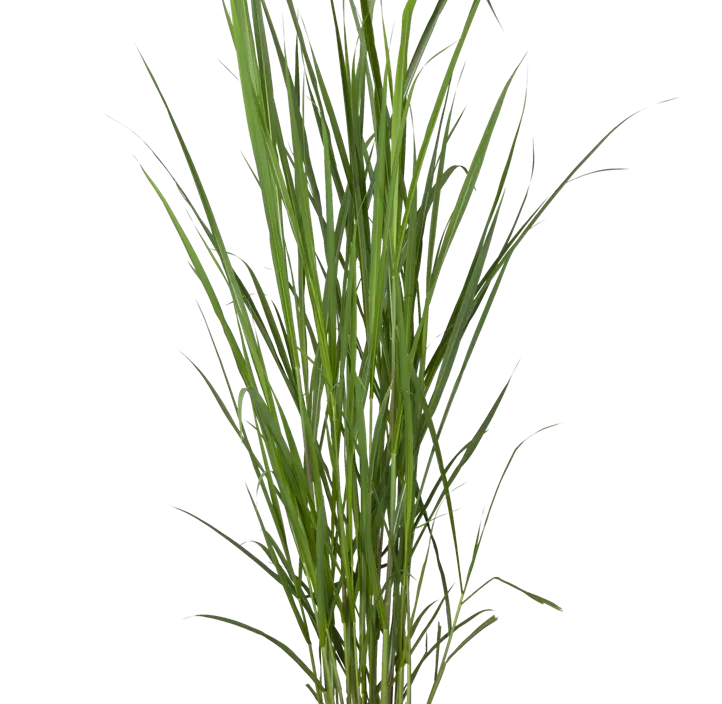 Riesen-Landschilf Riesen-Landschilf