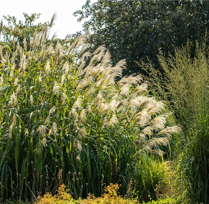 Riesen-Landschilf