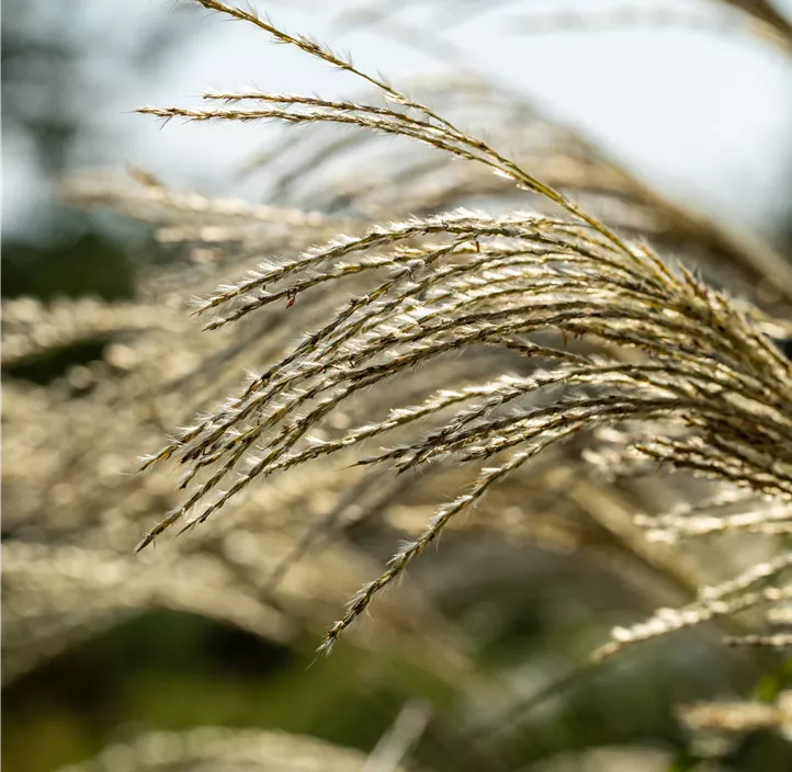 Riesen-Landschilf