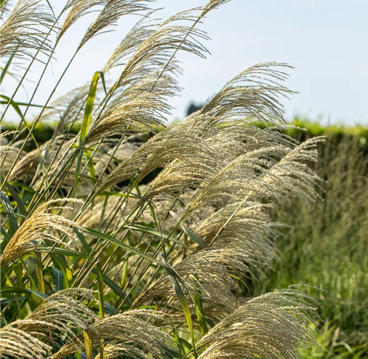 Riesen-Landschilf