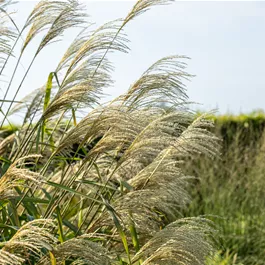 Miscanthus sinensis Giganteus