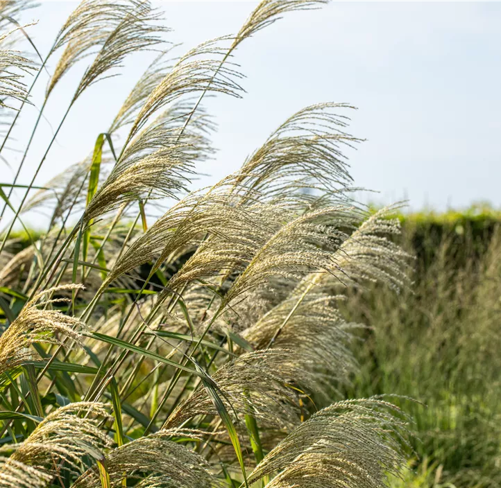 Riesen-Landschilf