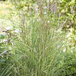 Miscanthus sinensis Kleine Fontäne