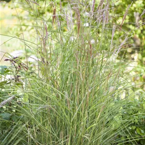 Miscanthus sinensis Kleine Fontäne