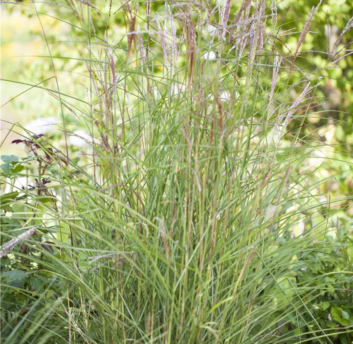 Garten-Chinaschilf 'Kleine Fontäne'