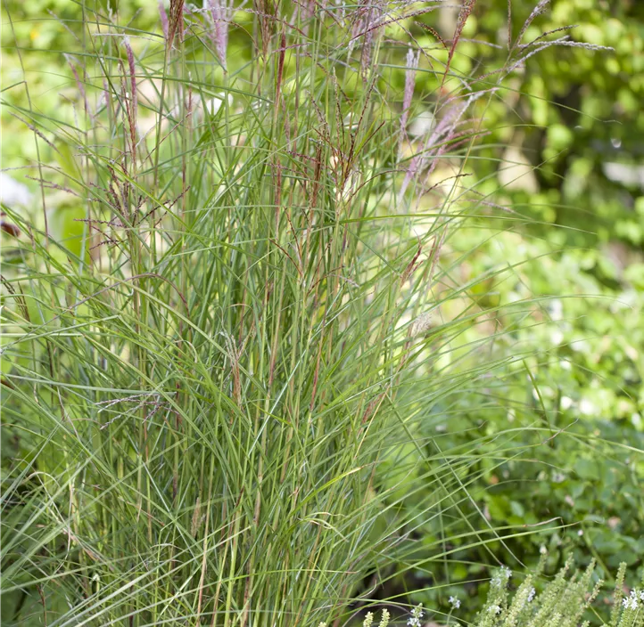Garten-Chinaschilf 'Kleine Fontäne'