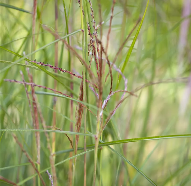 Garten-Chinaschilf 'Kleine Fontäne'