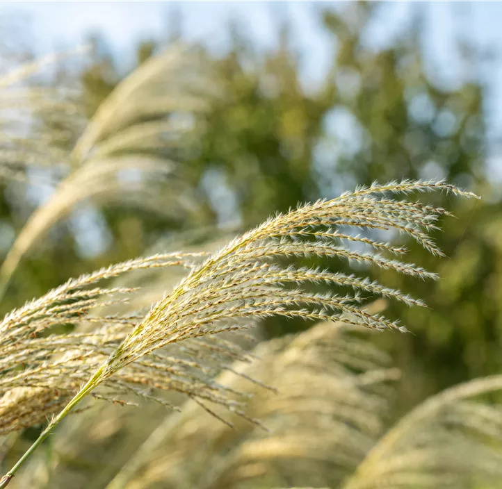 Garten-Chinaschilf 'Kleine Fontäne'