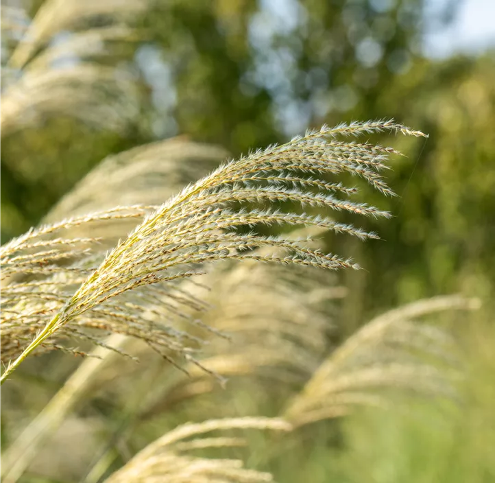 Garten-Chinaschilf 'Kleine Fontäne'