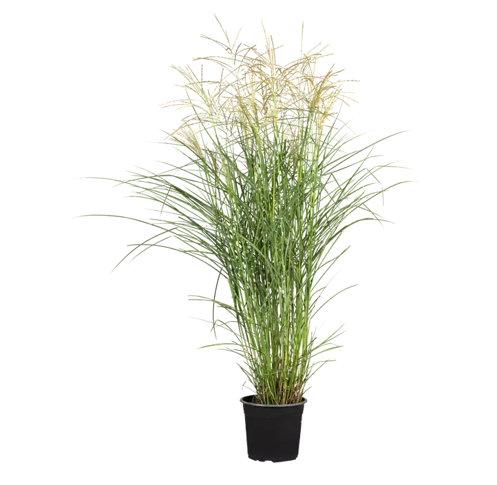 Garten-Chinaschilf 'Kleine Fontäne'