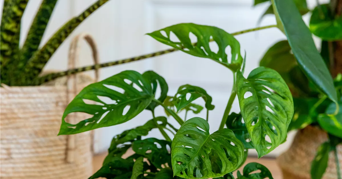 standort korbmarante Korbmarante 'Medaillon' - Calathea medaillon main image 1