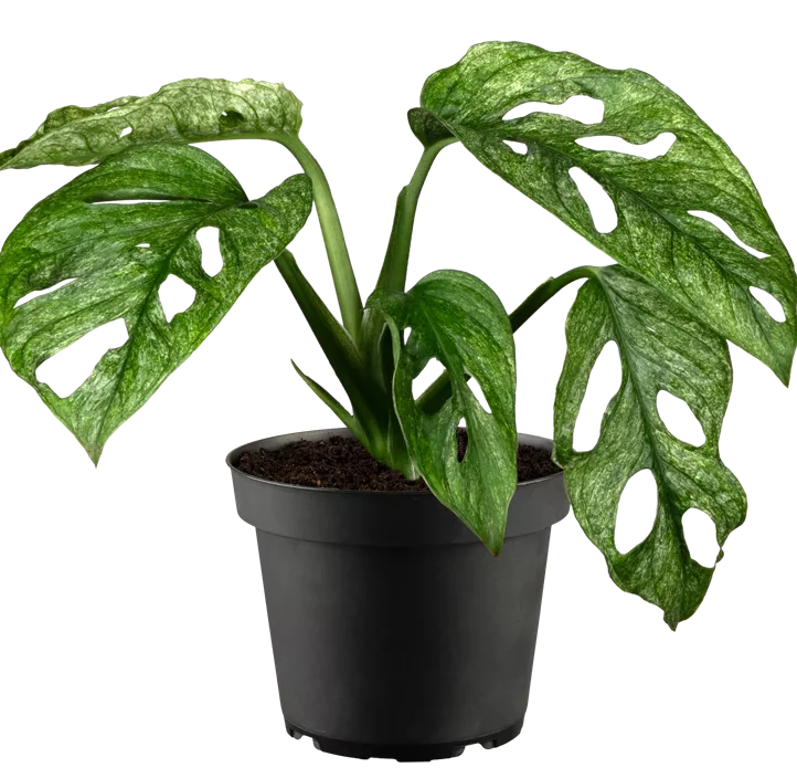 Fensterblatt 'Mint' Fensterblatt 'Mint'