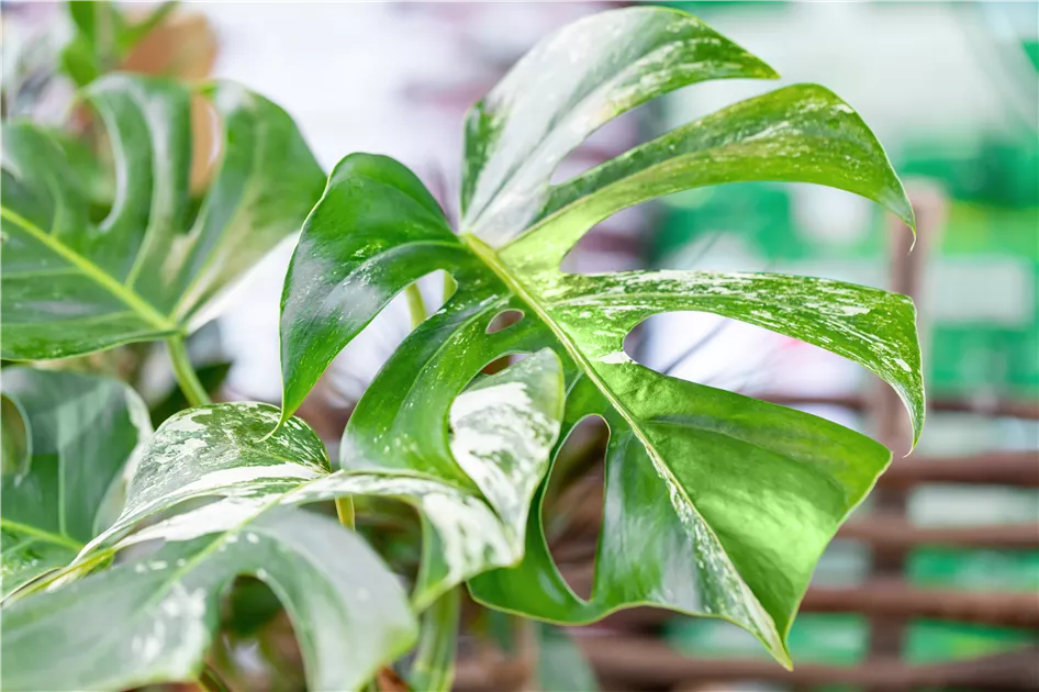 Monstera variegata wei-bunt, Fensterblatt 'Variegata' - Bellaflora
