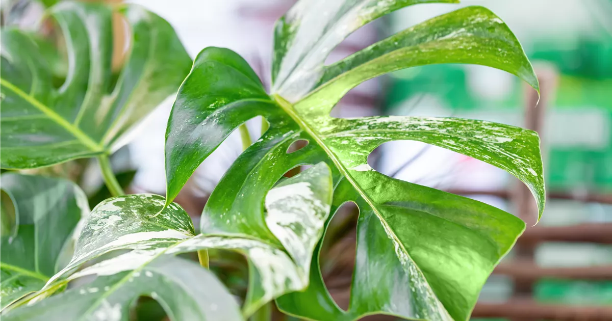 philodendron rote stiele Philodendron 'Anderson's Red' Mittel