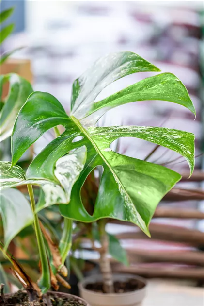 goeldii philodendron Philodendron Goeldii Variegata main image 1