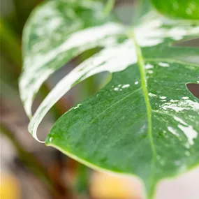 Monstera variegata weiß-bunt