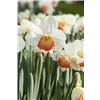 bellaflora Gartencenter GmbH