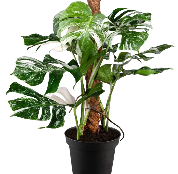 Fensterblatt 'Variegata'