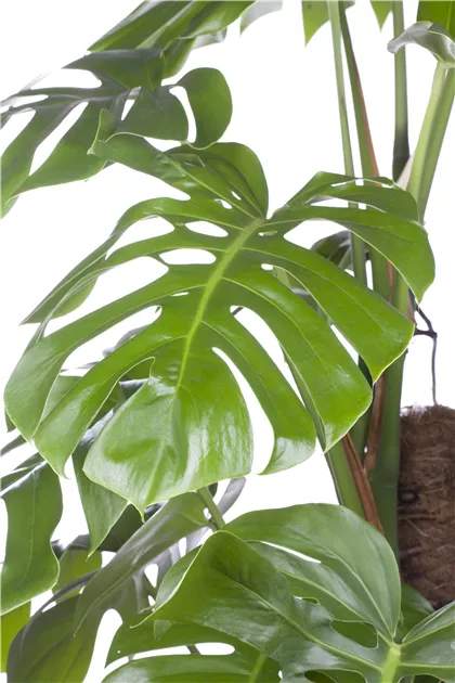 philodendron esqueleto Esqueleto: Monstera epipremnoides - 10 inch pot main image 0