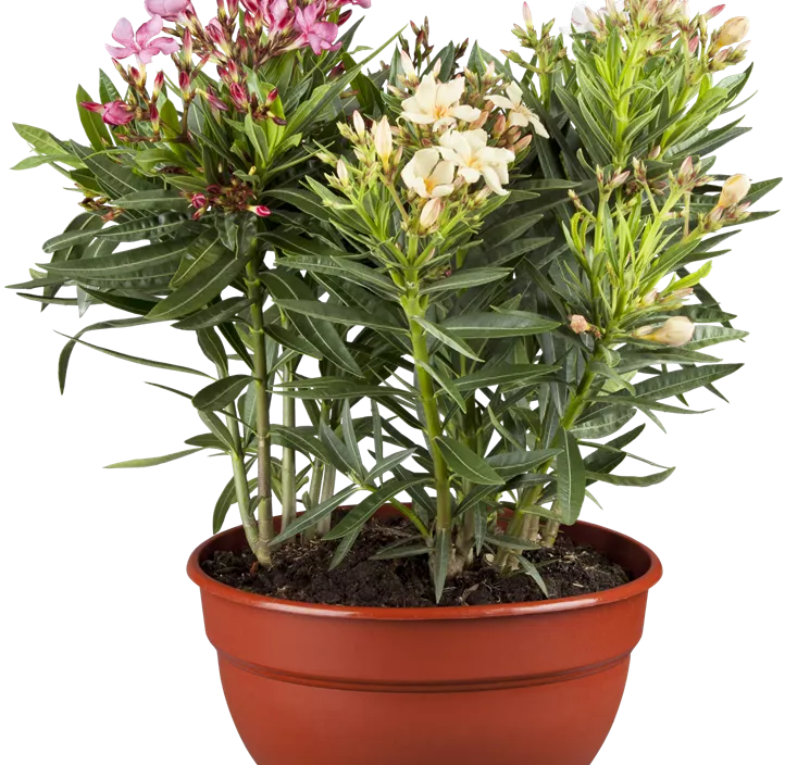 Oleander 'Tricolor' Oleander 'Tricolor'
