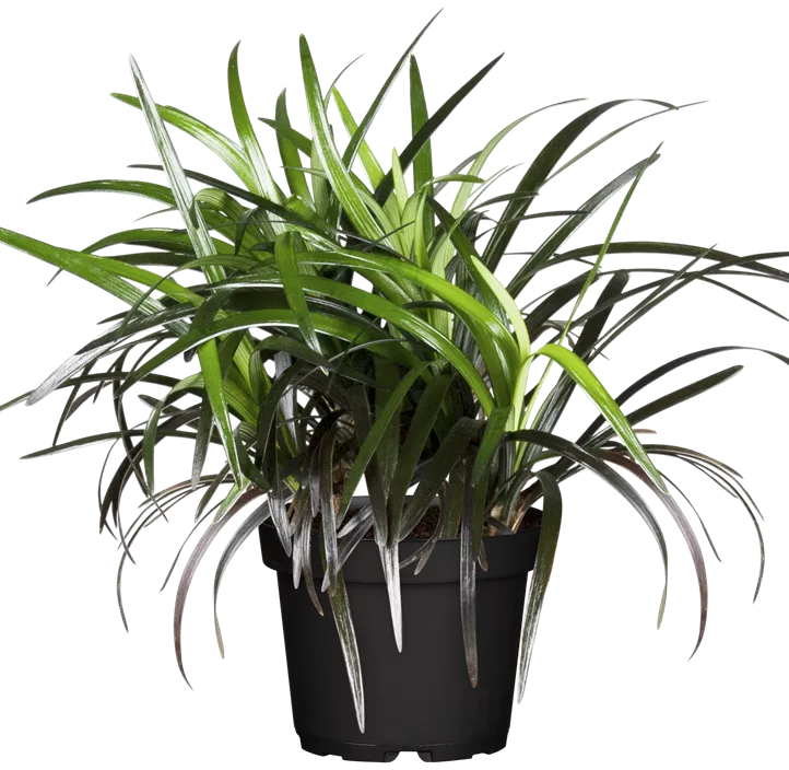 Schwarzer Schlangenbart 'Niger'