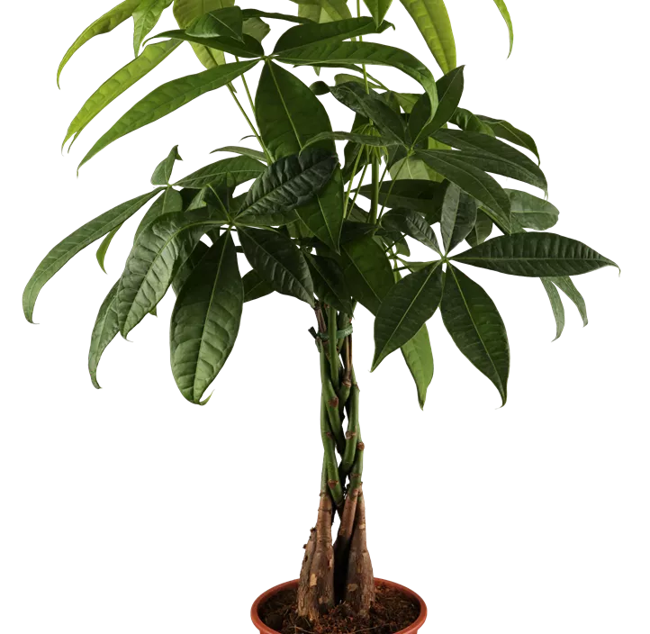 Glückskastanie Glückskastanie