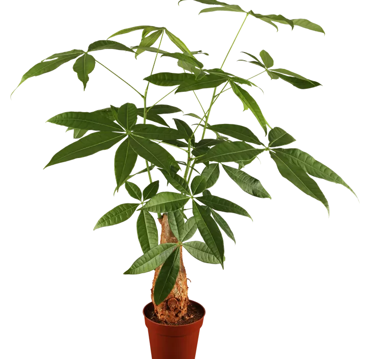 Glückskastanie Glückskastanie