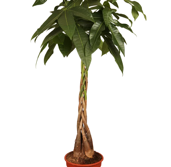 Glückskastanie Glückskastanie