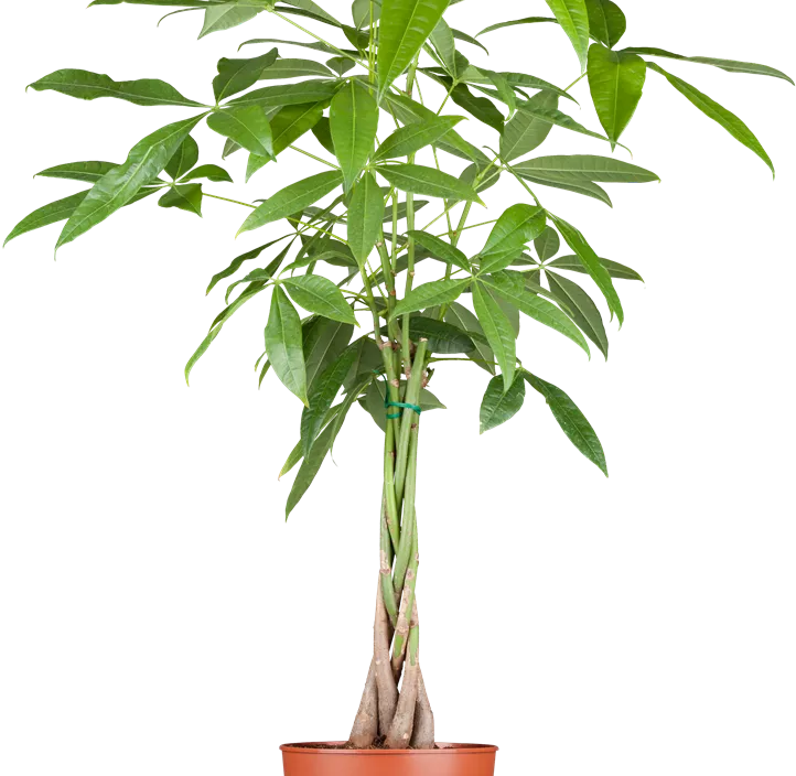 Glückskastanie Glückskastanie