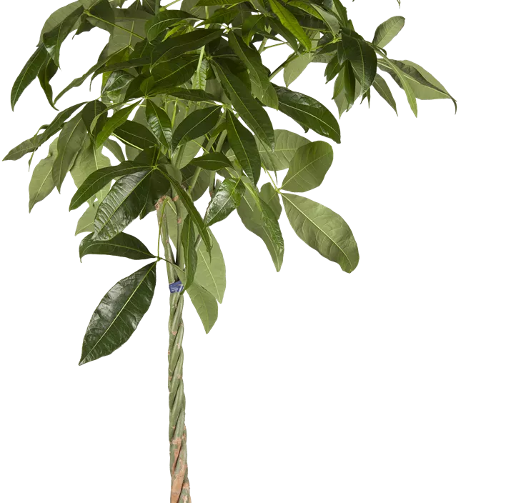 Glückskastanie Glückskastanie