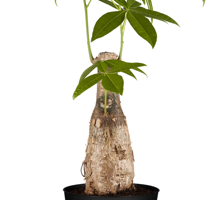 Glückskastanie Glückskastanie