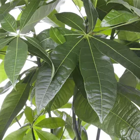 Pachira aquatica