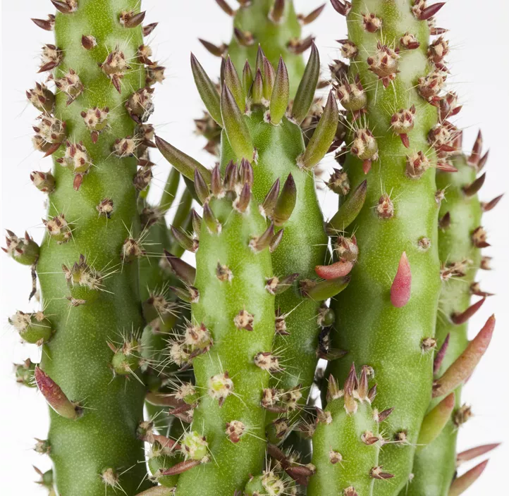 Opuntie