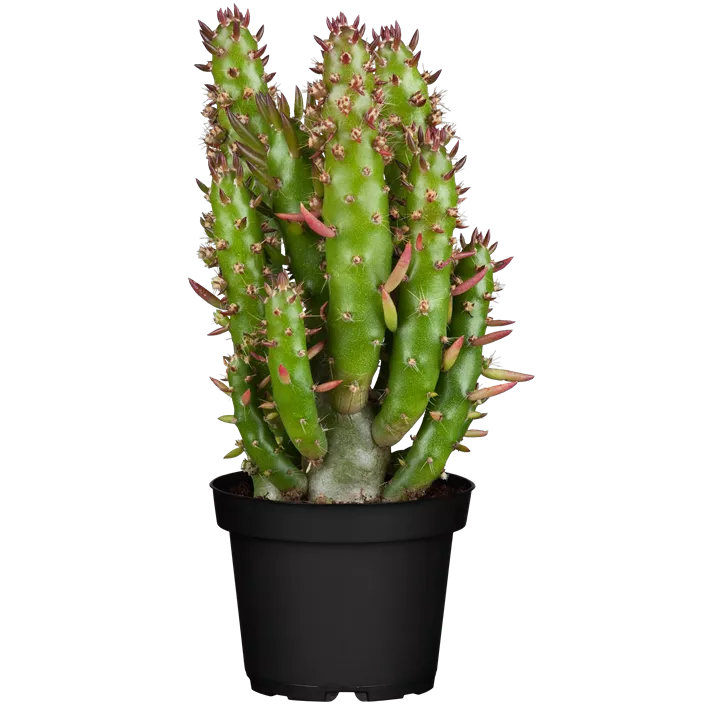 Opuntie
