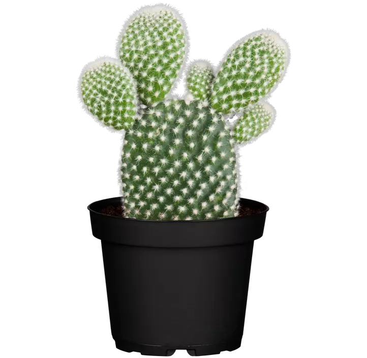 Opuntie
