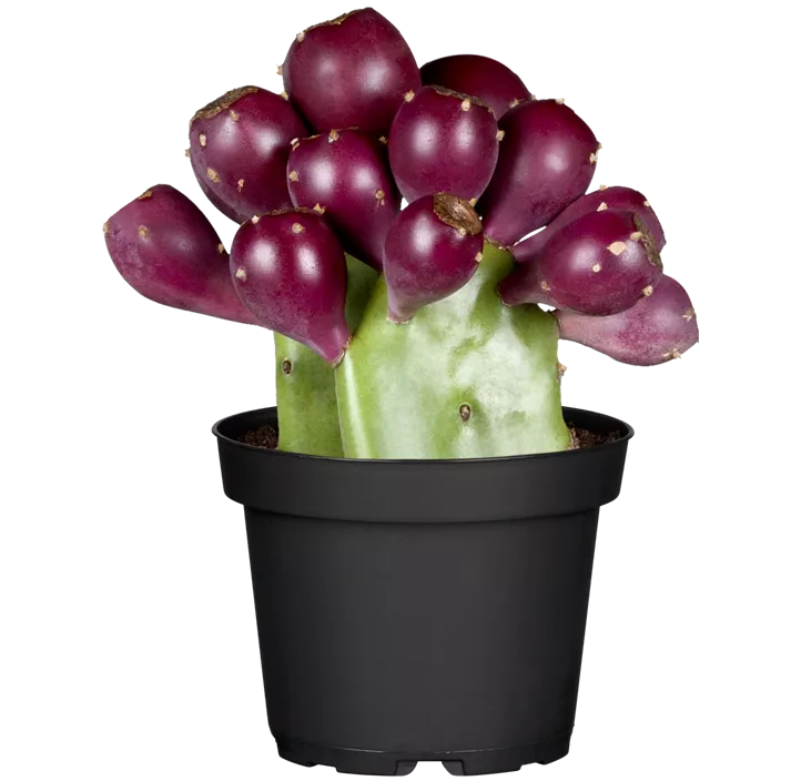Opuntie