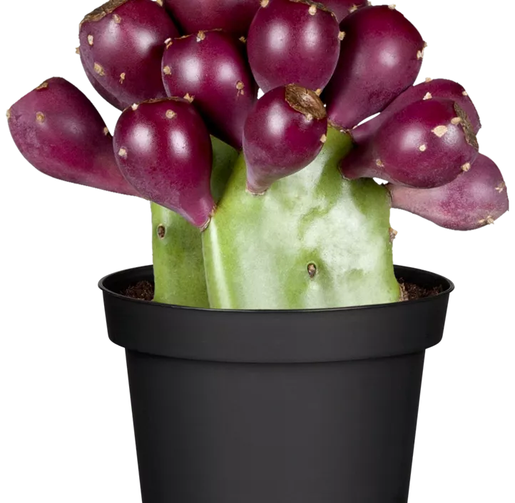 Opuntie Opuntie