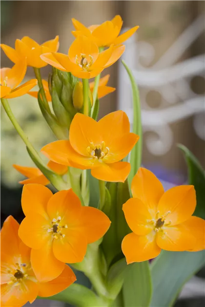 Ornithogalum dubium, Milchstern - Bellaflora