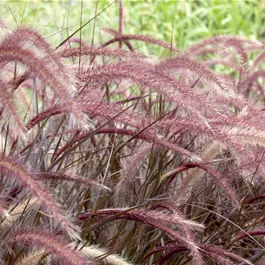 Pennisetum setaceum Rubrum