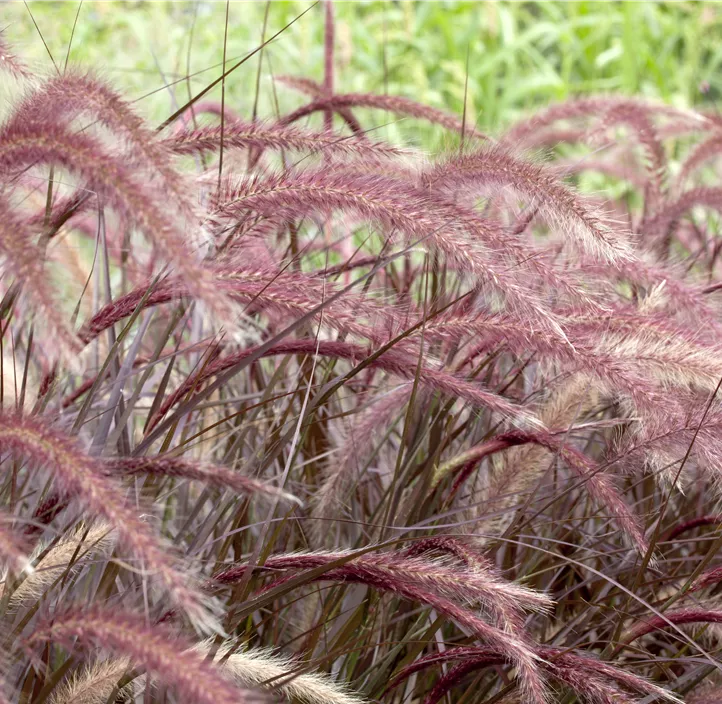 Federborstengras 'Rubrum'