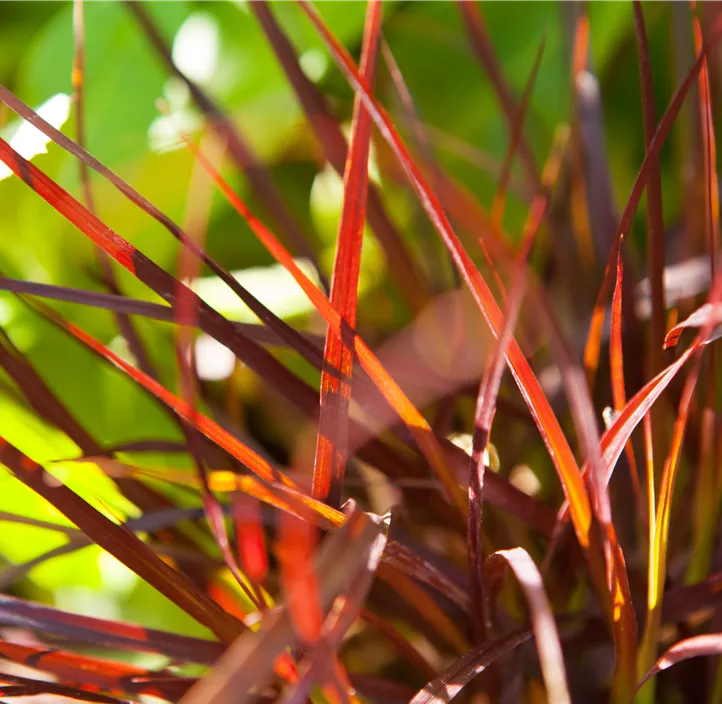 Federborstengras 'Rubrum'