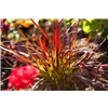 bellaflora Gartencenter GmbH