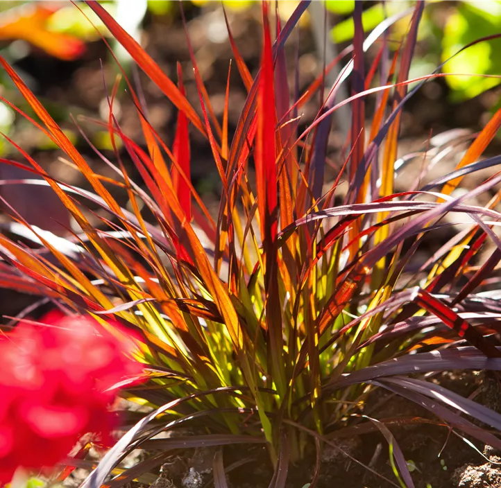 Federborstengras 'Rubrum'