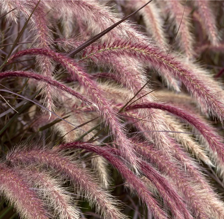 Federborstengras 'Rubrum'