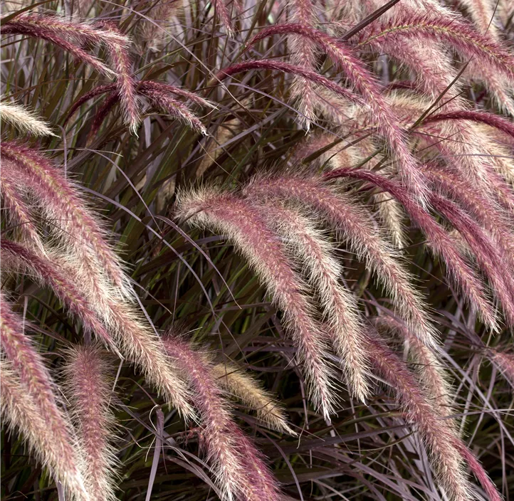 Federborstengras 'Rubrum'