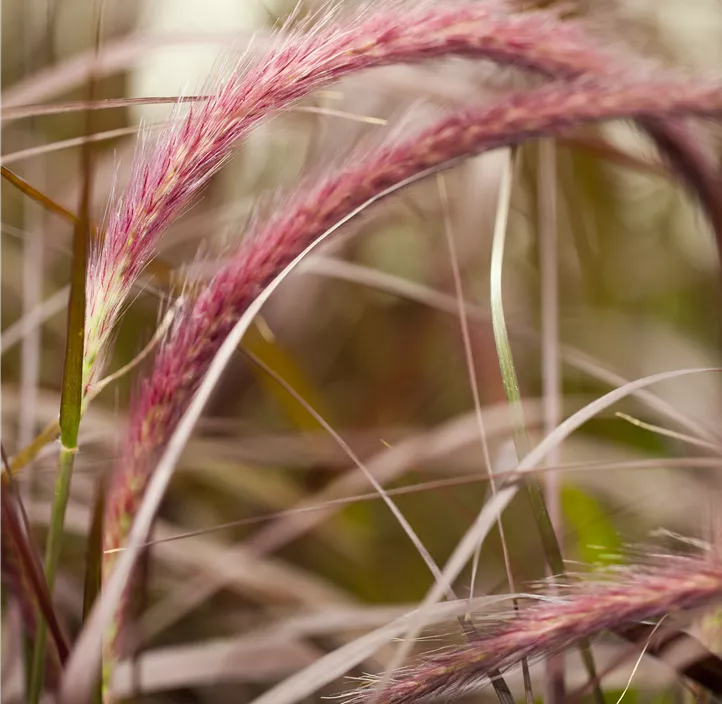 Federborstengras 'Rubrum'