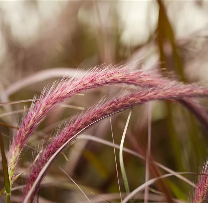 Federborstengras 'Rubrum'