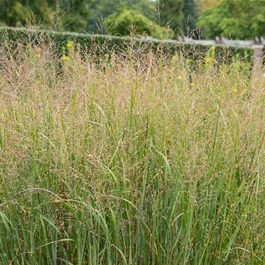 Panicum