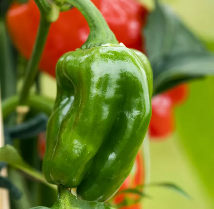 Paprika 'Neusiedler Ideal'