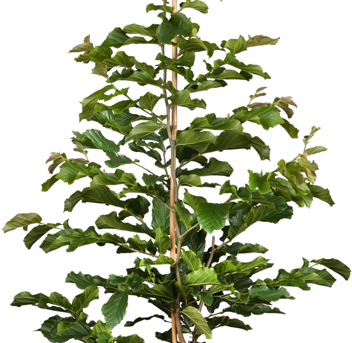 Eisenbaum 'Persian Spire'(s) Eisenbaum 'Persian Spire'(s)